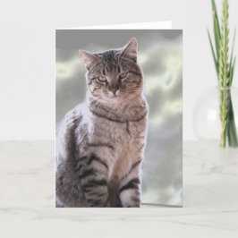 Ephraims Katze Karte
