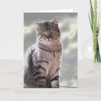 Ephraims Katze Karte