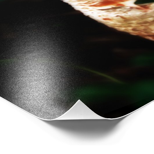 Epic Mushroom Fotodruck (Ecke)