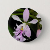 Epidendrum caligarium button (Vorderseite)