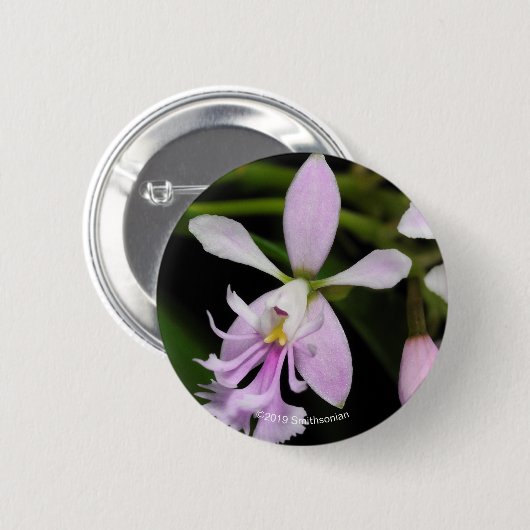 Epidendrum caligarium button (Vorne & Hinten)