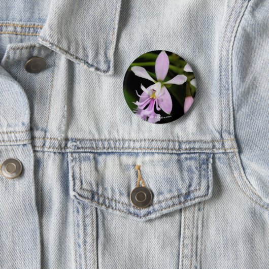 Epidendrum caligarium button (Beispiel)