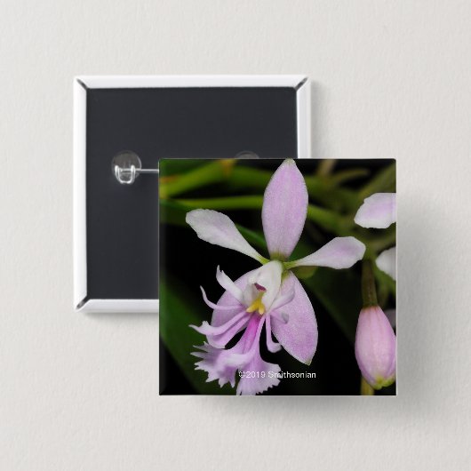 Epidendrum caligarium button (Vorne & Hinten)