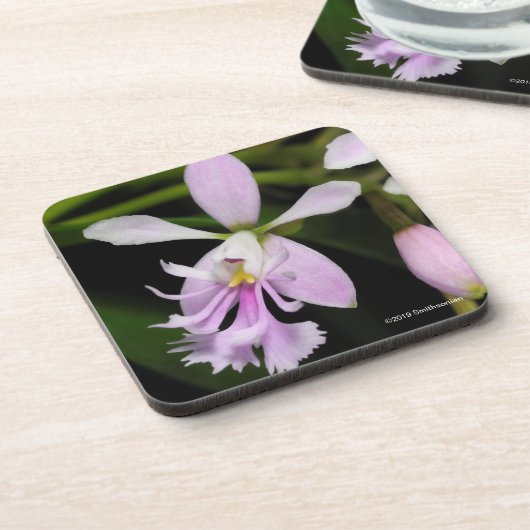 Epidendrum caligarium getränkeuntersetzer (Linke Seite)