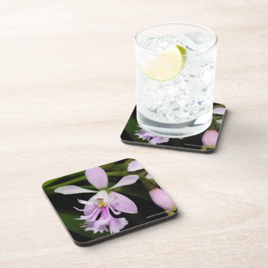 Epidendrum caligarium getränkeuntersetzer (Rechte Seite)