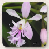 Epidendrum caligarium getränkeuntersetzer (Vorderseite)