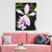 Epidendrum caligarium leinwanddruck (Insitu (Wohnzimmer))