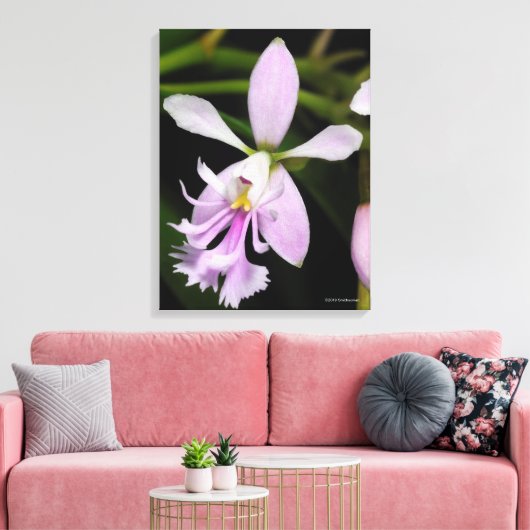 Epidendrum caligarium leinwanddruck (Insitu (Wohnzimmer))
