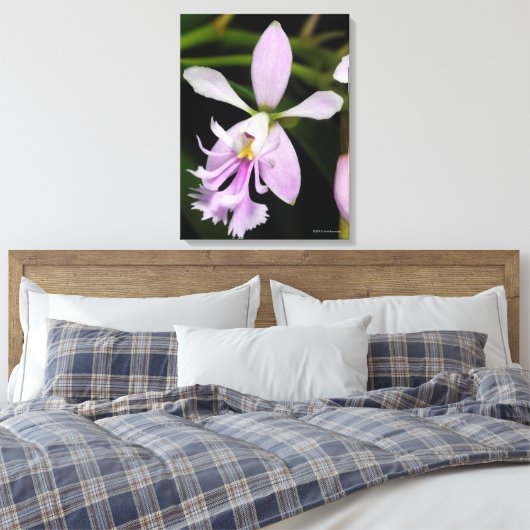 Epidendrum caligarium leinwanddruck (Insitu (Schlafzimmer))