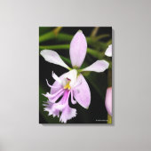 Epidendrum caligarium leinwanddruck (Vorderseite)