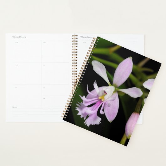 Epidendrum caligarium planer (Anzeige)