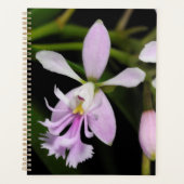 Epidendrum caligarium planer (Vorderseite)