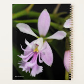 Epidendrum caligarium planer (Rückseite)