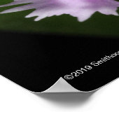 Epidendrum caligarium poster (Ecke)