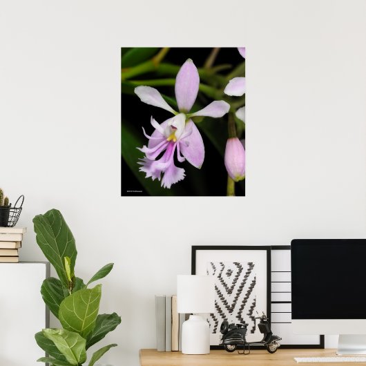 Epidendrum caligarium poster (Heimbüro)