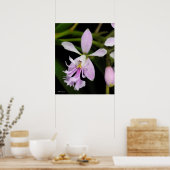 Epidendrum caligarium poster (Küche)