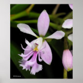 Epidendrum caligarium poster (Vorne)