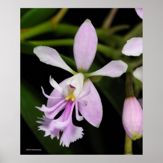 Epidendrum caligarium poster (Vorne)