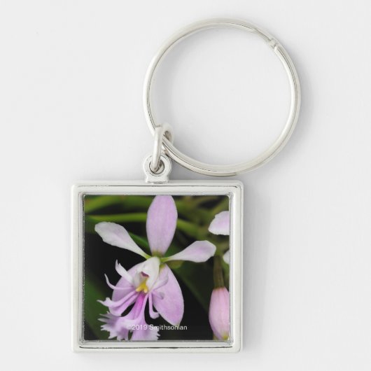 Epidendrum caligarium schlüsselanhänger (Vorne)
