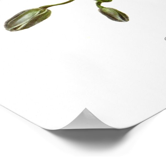 Epidendrum phoeniceum poster (Ecke)