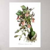 Epidendrum phoeniceum poster (Vorne)