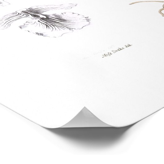 Epidendrum Phoeniceum. Poster (Ecke)