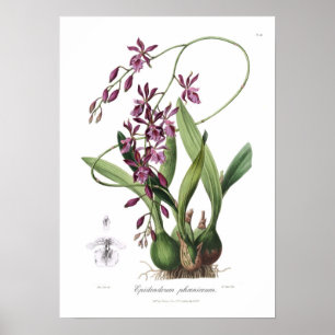 Epidendrum Phoeniceum. Poster
