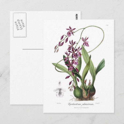 Epidendrum phoeniceum postkarte (Vorne/Hinten)