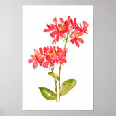 Epidendrum radicans orange gemahlene Orchideenwass Poster (Vorne)