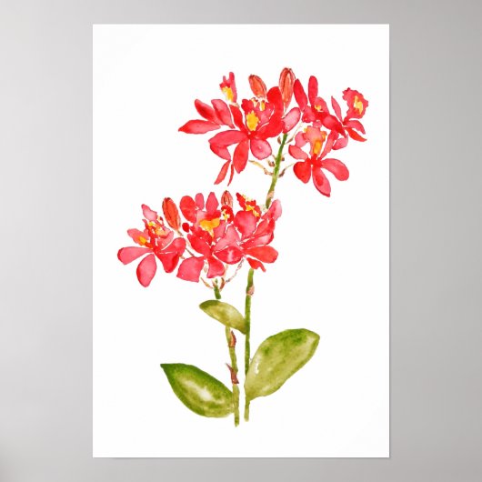 Epidendrum radicans orange gemahlene Orchideenwass Poster (Vorne)