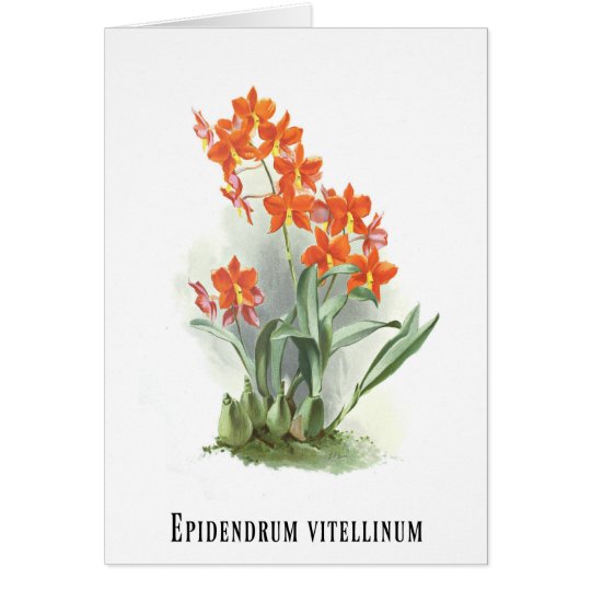 Epidendrum vitellinum karte
