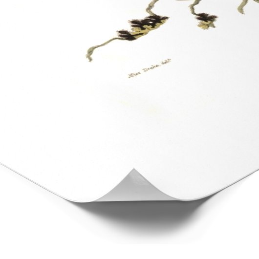 Epidendrum Vitellinum Poster (Ecke)