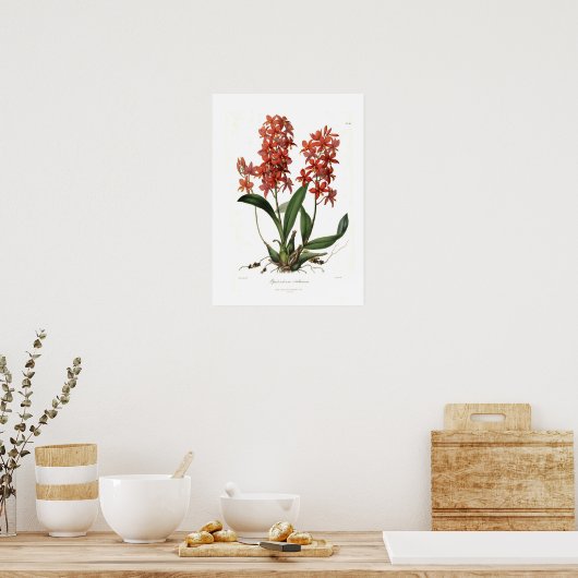 Epidendrum Vitellinum Poster (Küche)