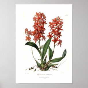 Epidendrum Vitellinum Poster