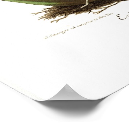 Epidendrum vitellinum poster (Ecke)