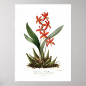 Epidendrum vitellinum poster (Vorne)