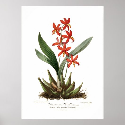 Epidendrum vitellinum poster (Vorne)