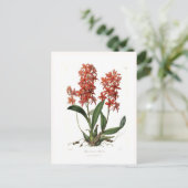 Epidendrum vitellinum postkarte (Stehend Vorderseite)