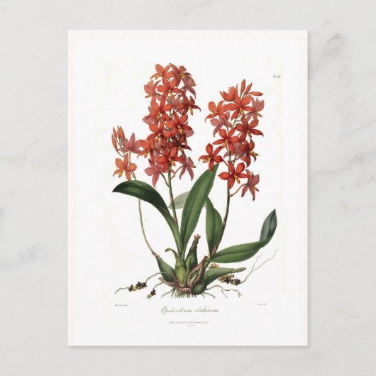 Epidendrum vitellinum postkarte (Vorderseite)