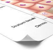 Epidermis der Haut Poster (Ecke)