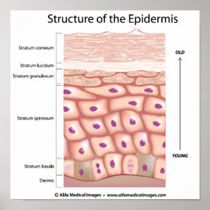 Epidermis der Haut Poster