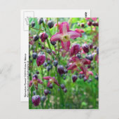 Epimediale Blume Postkarte (Vorne/Hinten)