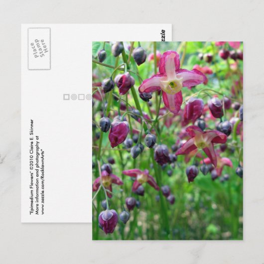 Epimediale Blume Postkarte (Vorne/Hinten)