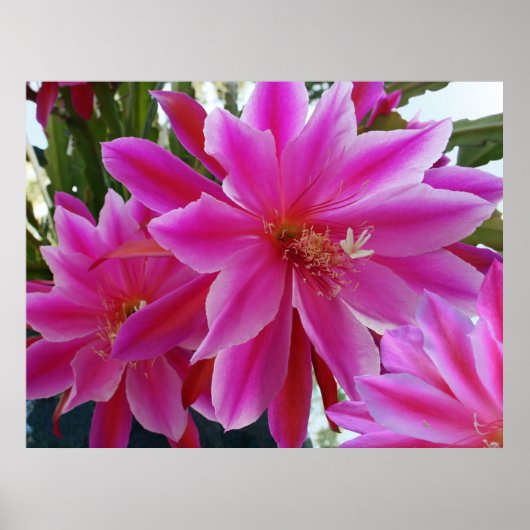 Epiphyllum Poster (Vorne)