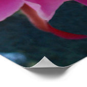 Epiphyllum Poster (Ecke)