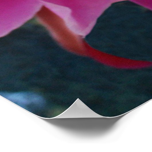 Epiphyllum Poster (Ecke)