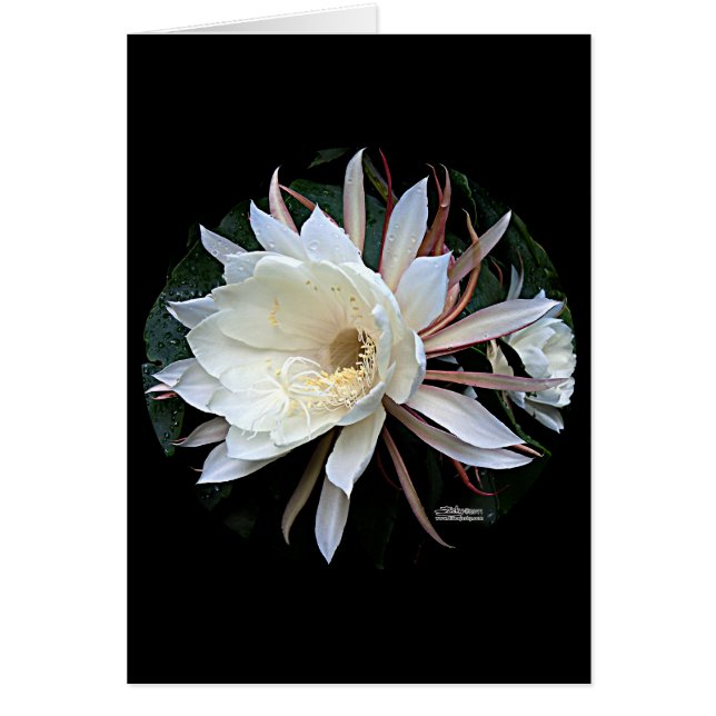 Epiphyte Cactus Blume (Vorne)