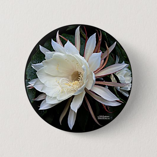 Epiphyte Cactus Blume Button (Vorderseite)