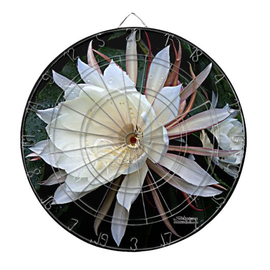 Epiphyte Cactus Blume Dartscheibe (vorne)