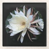 Epiphyte Cactus Blume Glasuntersetzer (Vorderseite)